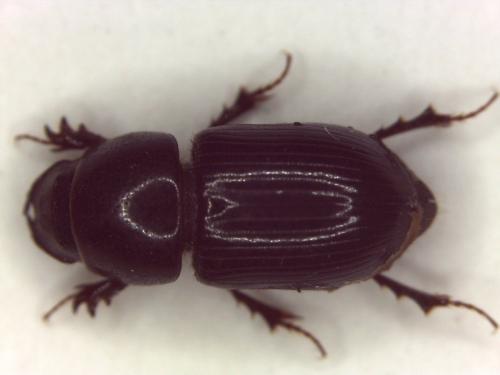 Aphodiinae
